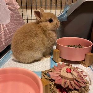 Radiant Rabbit Toy Natural, Safe, Non-toxic, Handmade Chew Toy for ...