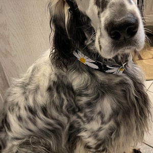Dorothy ha añadido una foto de su compra