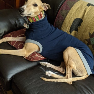 greyhound thundershirt