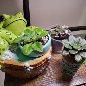 Frogs Spa Day - African Violet Planter Pot - Indoor Planter - Self ...