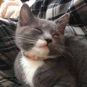 Rachel added a photo of their purchase
