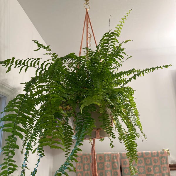 Curated visual reference: Gallery Detail: Minimalist Macrame Plant Hanger With Gold Monstera Leaf Charm On
