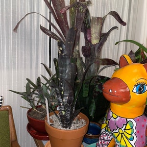 Bromeliad Billbergia Darth Vader Cutting - Etsy