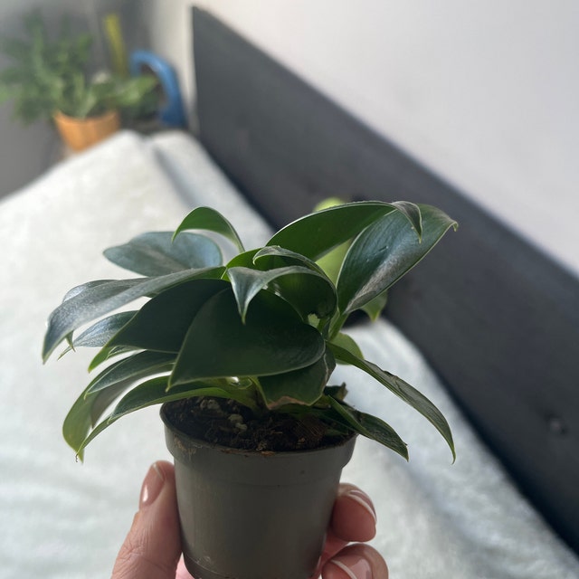 Philodendron Green Princess Houseplant - Etsy UK