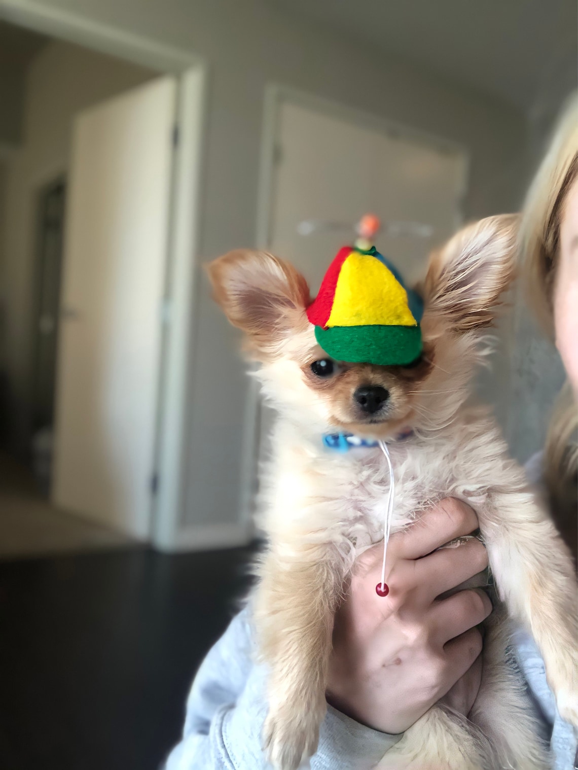 Customer photo of a pet with the Beanie Hat / Propeller Helicopter hat for Cat