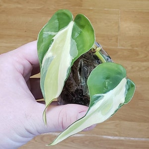 Junk dodał(a) zdjęcie swoich zakupów