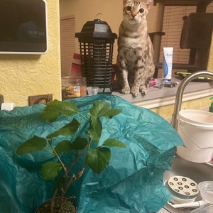 Gioconda heeft een foto van zijn/haar aankoop toegevoegd