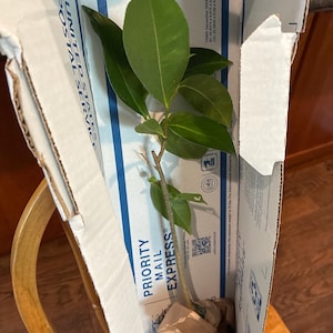 Marlene added a photo of their purchase