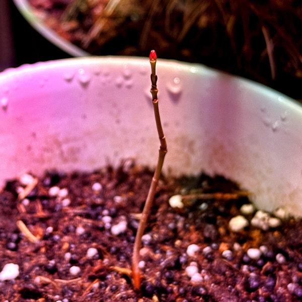 Japanese Red Maple Tree About 4