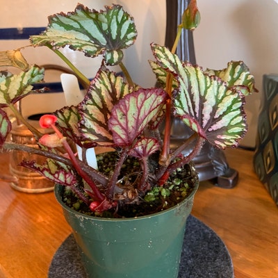 Rex Begonia 'pinstripe' BFF EXCLUSIVE - Etsy