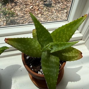 Amanda added a photo of their purchase