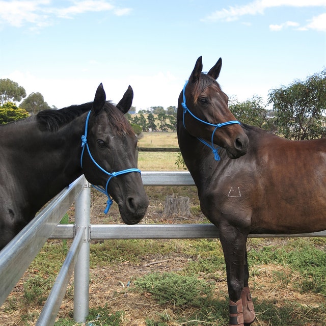 Custom Handmade Rope Halters with Snaps by DODKRopeHalters on Etsy