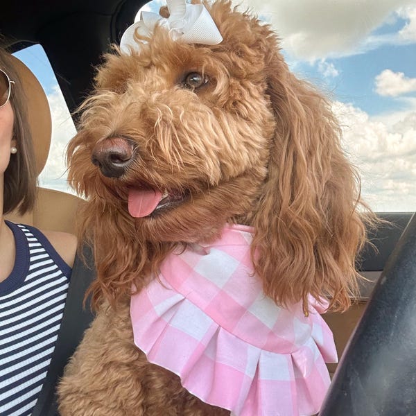 Puppachino Sprinkles Snap Closure Dog Bandana, Birthday Dog Bandana ...