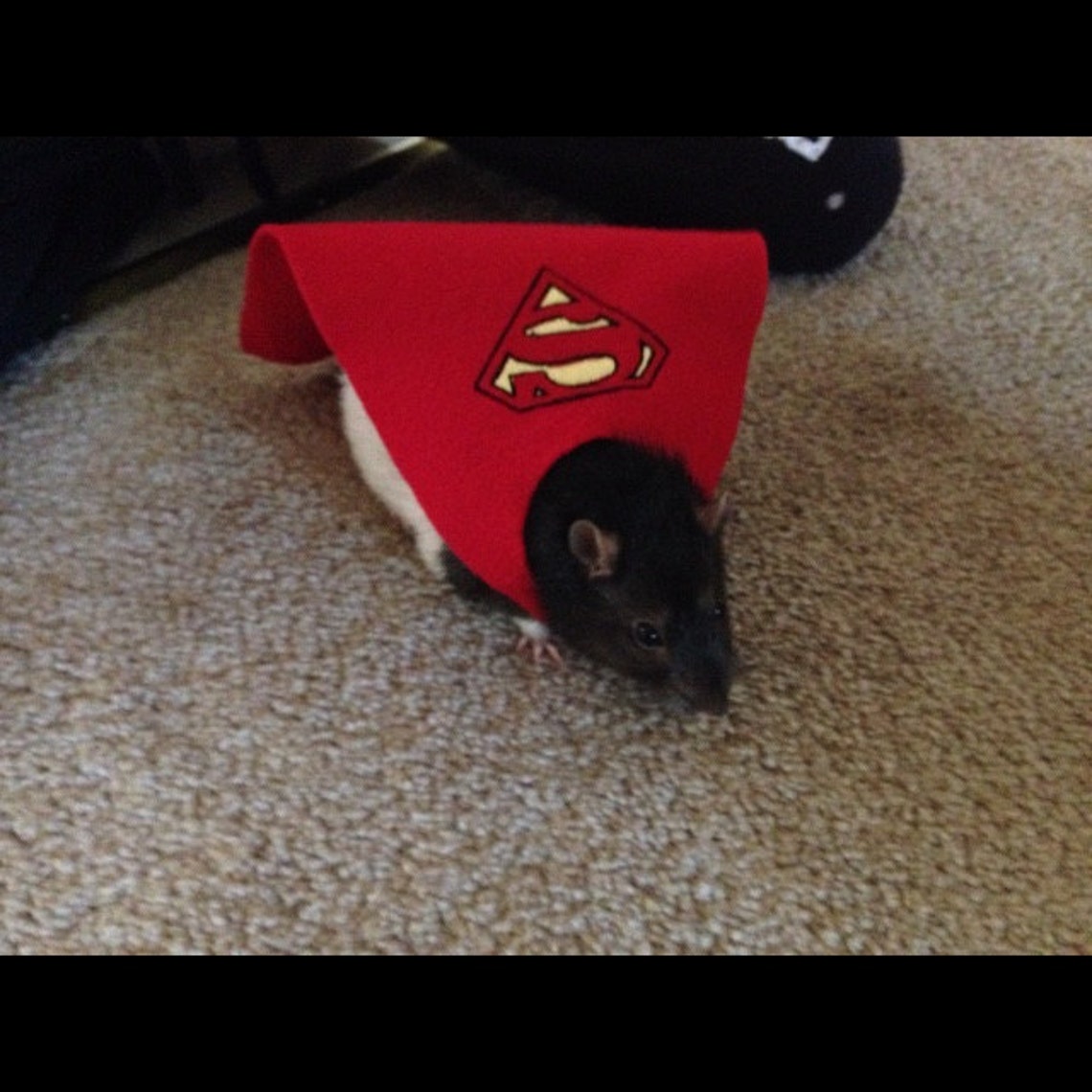 Customer photo of a pet with the Super cape small pets costume Hedgehog Vogue