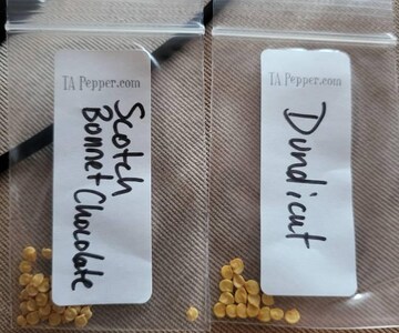 20+ Chocolate Scotch Bonnet Pepper Seeds -isolated- Padded envelope shipping, tracking number included.