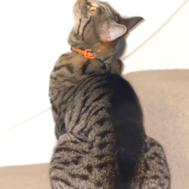 Cute Cat Wearing Handmade Pumpkin Halloween Collar