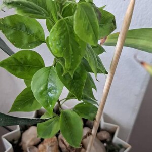 Troy's Tropics - Bougainvillea Bush Pixie Pink 7G