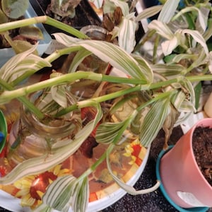 Redonda added a photo of their purchase