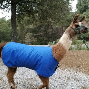 protective coats for alpacas