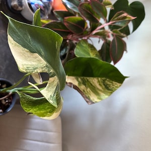 Shannon added a photo of their purchase