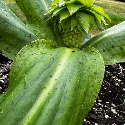 Pineapple Lily Bicolor Eucomis Bulbs - Etsy