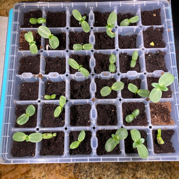 Container Dwarf Sunspot Sunflower Seeds, Miniature Helianthus Annuum ...