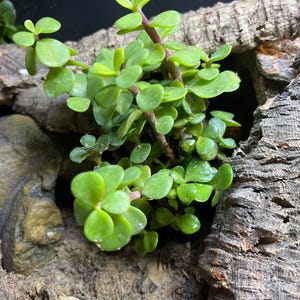 Midori added a photo of their purchase