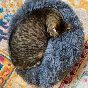 soothing cat bed