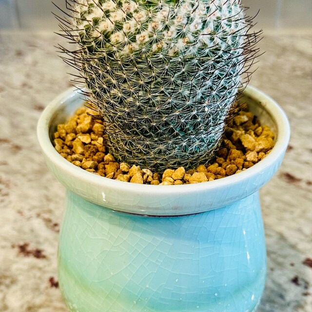 Mammillaria Ritteriana | Live Cactus | Rare Plant - Etsy