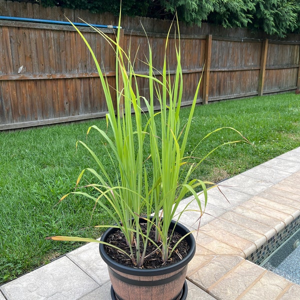 Fresh Lemongrass Stalks Plugs - Cymbopogon Herb Plants, Easy To Grow At Home