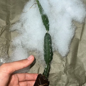 Karla ha añadido una foto de su compra