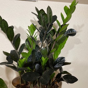 Abigail added a photo of their purchase