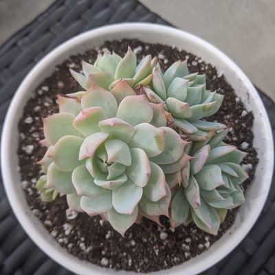 Echeveria Azulita 4'' Pot - Etsy