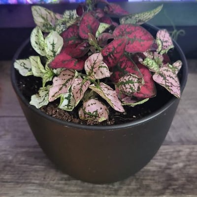 4 Polka Dot Plant Mix Live House Plant Polka Dot Plant Red Pink White ...