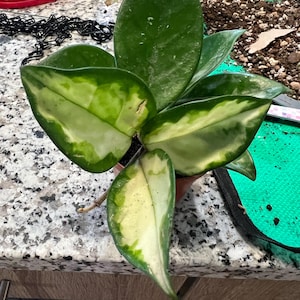 Hoya Carnosa Exotica - Tricolor - Variegated Hoya - Tropical
