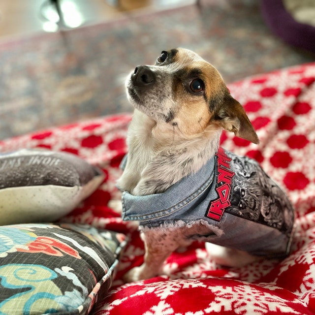 Iron maiden dog shirt top