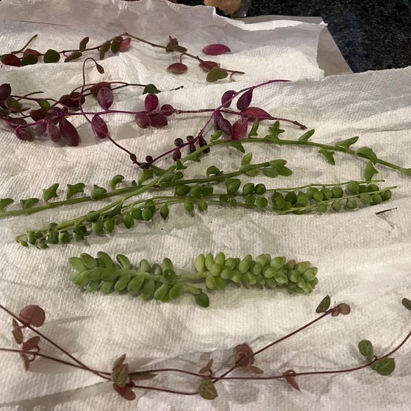 20 Trailing Succulent Strings With 7 Varieties, String of Pearl, String ...