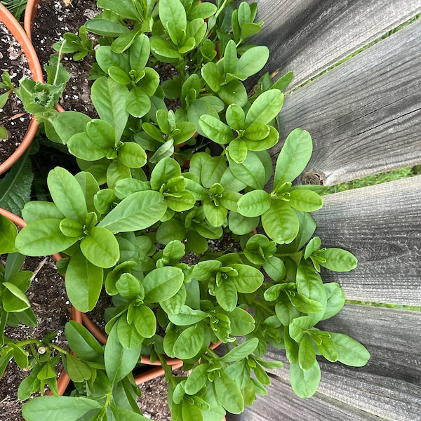 Gbure 100+ Waterleaf Spinach/talinum Seeds, Florida Spinach, Gbure, Surinam ...