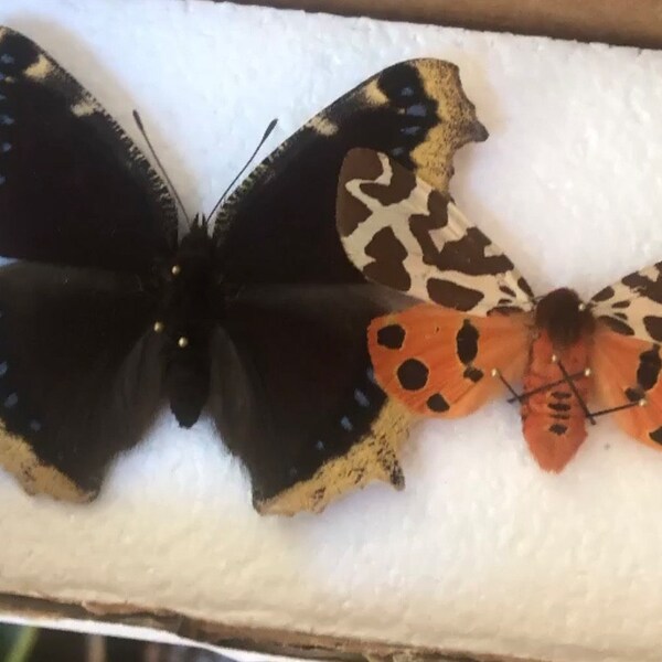 Nymphalis Antiopa ONE Real Butterfly North American Mourning Cloak - Etsy