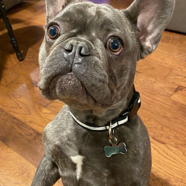 Hockey lace dog collar cheap