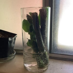 Kit added a photo of their purchase