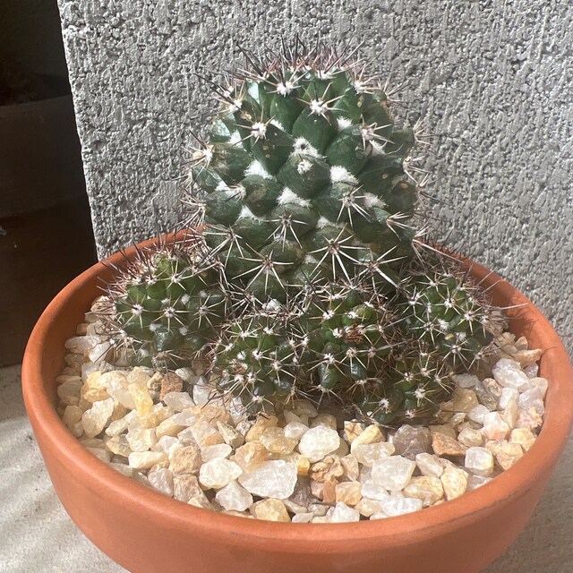 Special Voburnensis Cactus Plant, (mammillaria) Grows Clusters, Native to  Mexico, Fully Rooted - Etsy