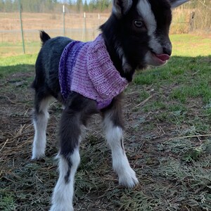 Pull De Chevre Tricote Pour Chevre Naine Nigeriane Nouveau Nee Etsy