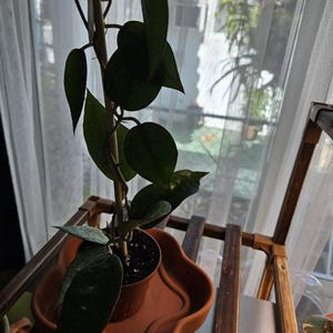 Laura added a photo of their purchase