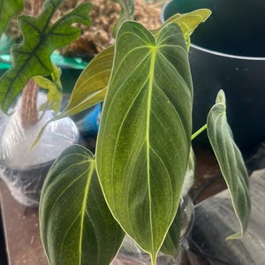 Pavena a ajouté une photo de son achat