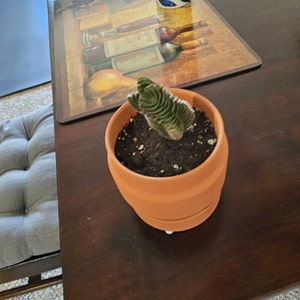 Maria added a photo of their purchase