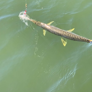 cat fishing pole with fish and lour ball ETHICAL PET Fishing Rod & Reel Kitty Teaser Cat Toy, Color Varies