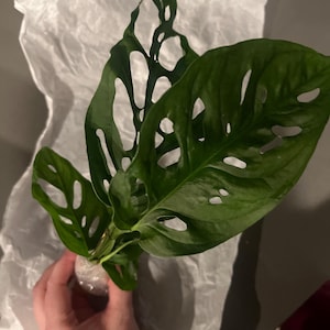 Brooke さんが購入した商品の写真を追加しました
