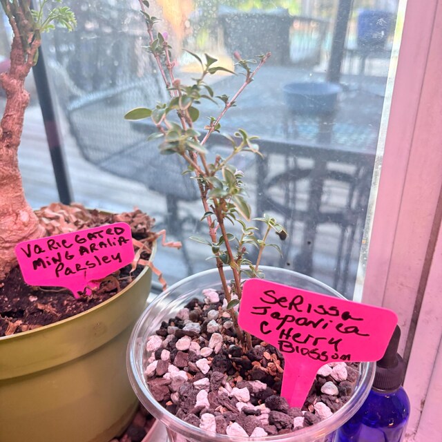 Serissa Japonica 