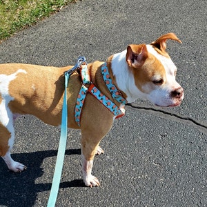 5280 dog harness sizing